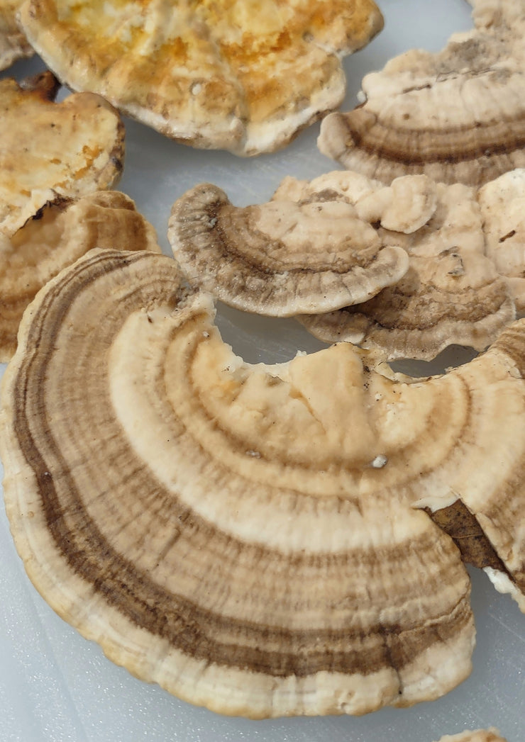 TURKEY TAIL MUSHROOM - DRIED - Harvested From Our Land - Art In Motion Jewelry & Metal Studio LLC